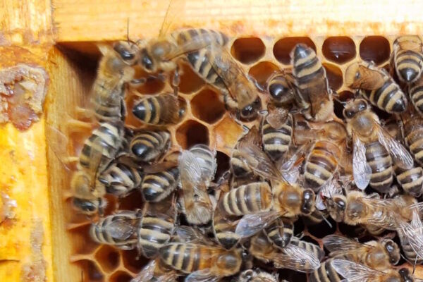 Propolis – skarb prosto z ula