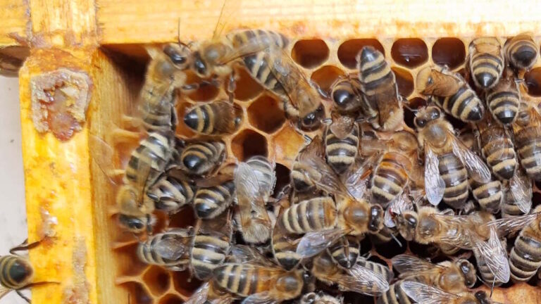 Propolis – skarb prosto z ula