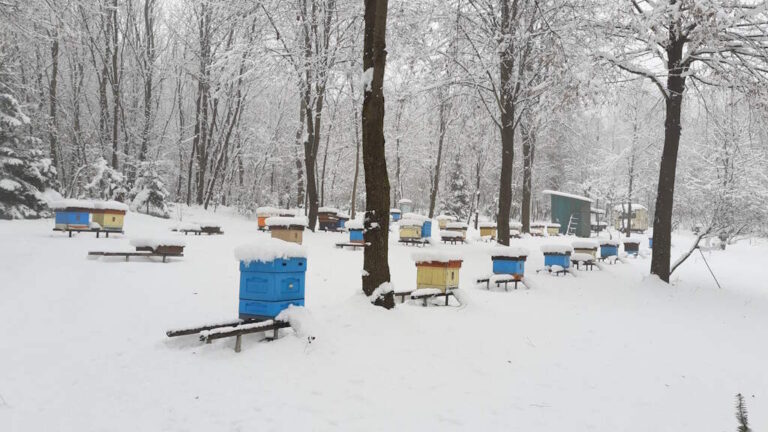 Czy pszczoły w zimie śpią?